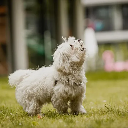 Bursztynowe Resort&spa Aparthotel Stegna (Pomerania)